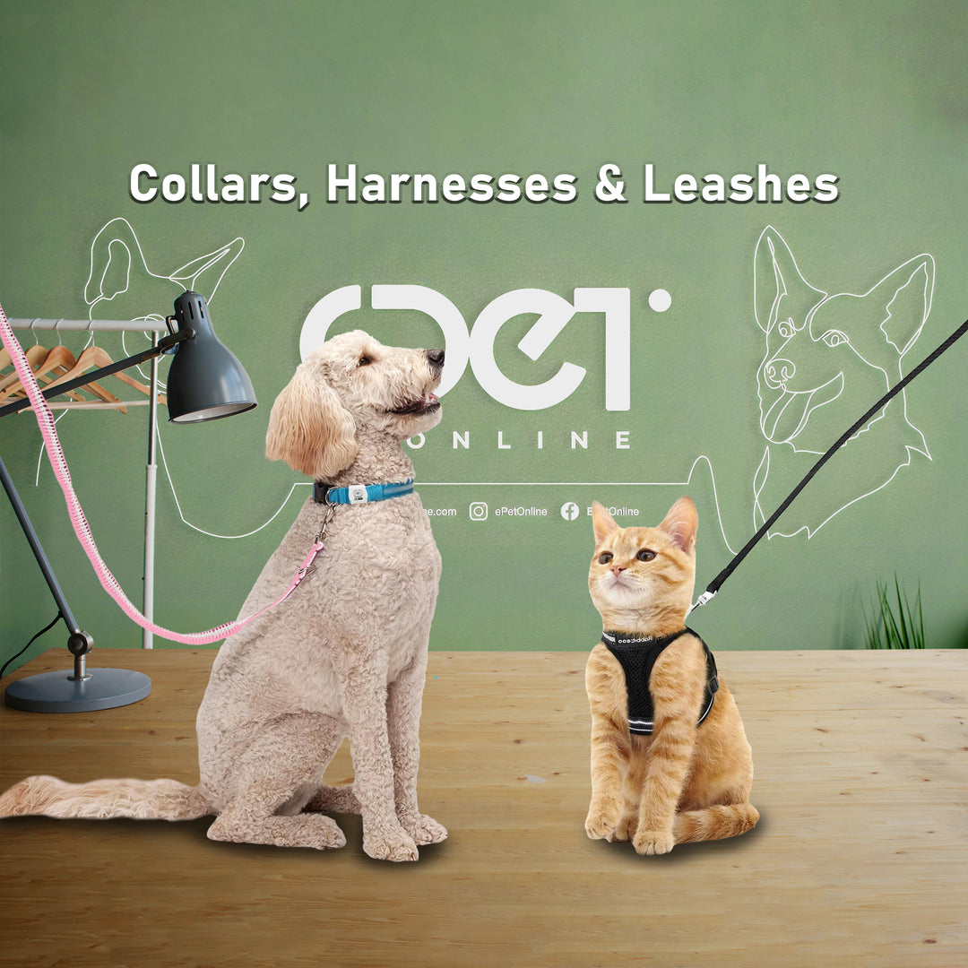 Collars Harnesses & Leashes